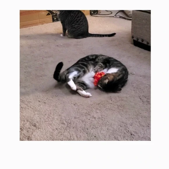 HAND CRAFTED Crochet Organic Catnip Toy Variety Set 4 Interactive Yarn Cat Toys - Picture 6 of 8